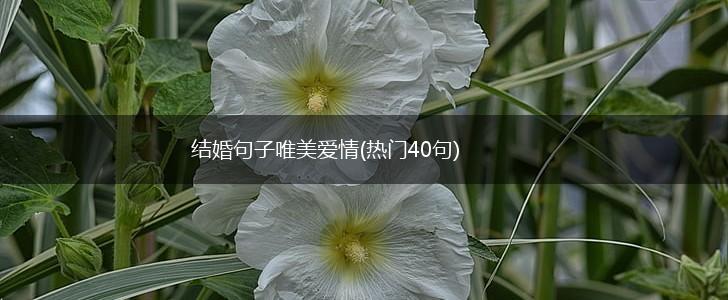 结婚句子唯美爱情(热门40句),第1张