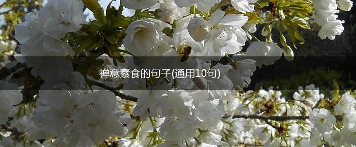 禅意素食的句子(通用10句),第1张
