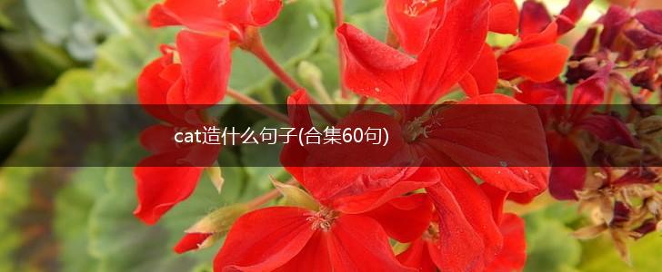 cat造什么句子(合集60句),第1张