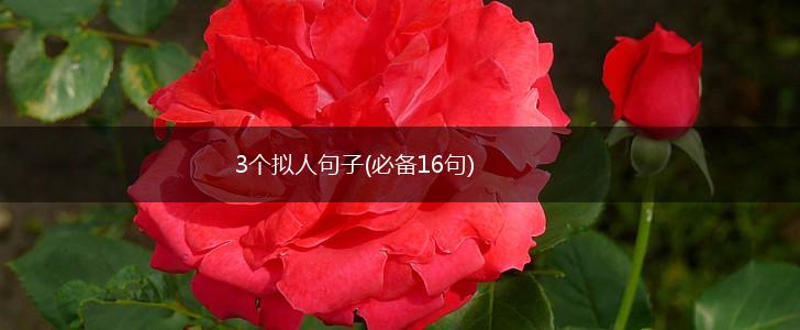 3个拟人句子(必备16句),第1张