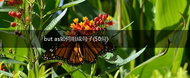 but as如何组成句子(50句),第1张