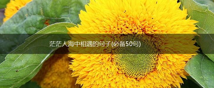 茫茫人海中相遇的句子(必备50句),第1张
