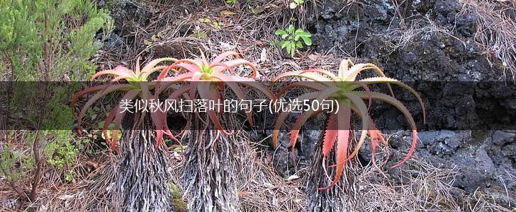 类似秋风扫落叶的句子(优选50句),第1张