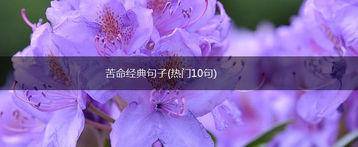 苦命经典句子(热门10句),第1张