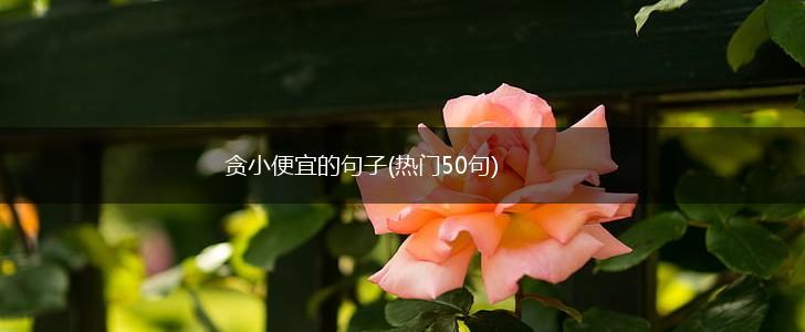 贪小便宜的句子(热门50句),第1张
