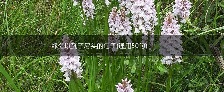 缘分以到了尽头的句子(通用50句),第1张