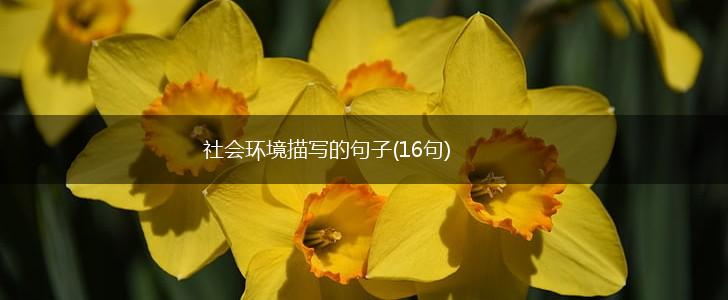 社会环境描写的句子(16句),第1张