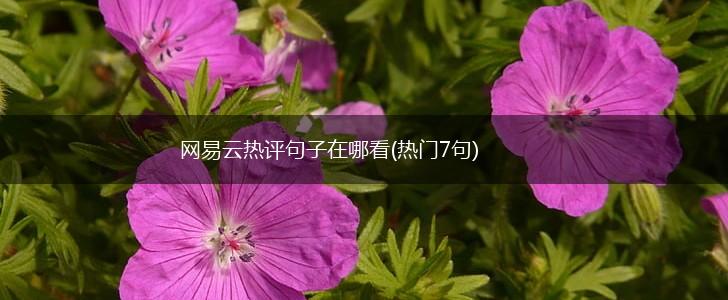 网易云热评句子在哪看(热门7句),第1张