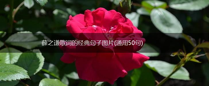 薛之谦歌词的经典句子图片(通用50句),第1张