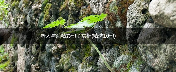 老人与海精彩句子赏析(精选10句),第1张