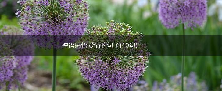 禅语感悟爱情的句子(40句),第1张