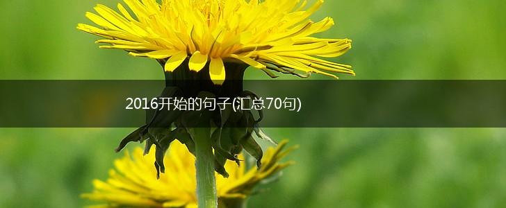 2016开始的句子(汇总70句),第1张