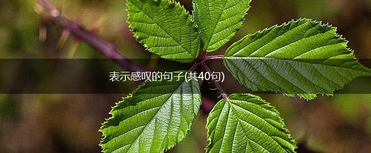表示感叹的句子(共40句),第1张
