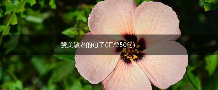 赞美敬老的句子(汇总50句),第1张