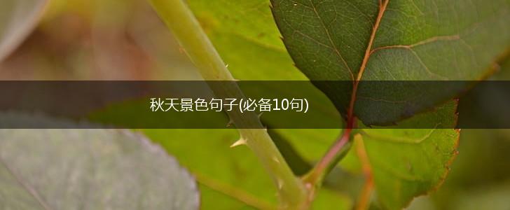 秋天景色句子(必备10句),第1张