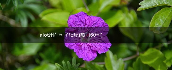 alot用在句子结尾(热门60句),第1张