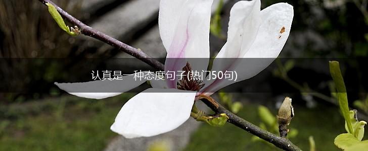认真是一种态度句子(热门50句),第1张