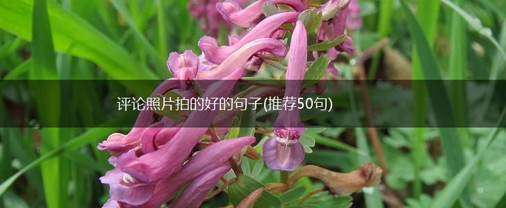 评论照片拍的好的句子(推荐50句),第1张