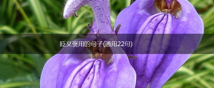 贬义褒用的句子(通用22句),第1张