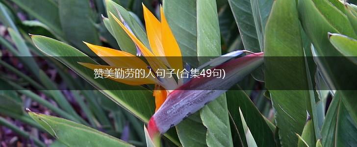 赞美勤劳的人句子(合集49句),第1张