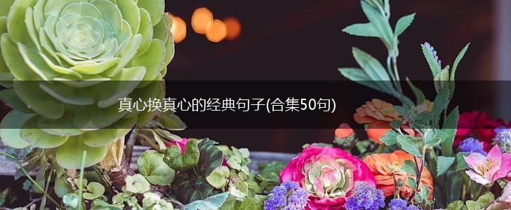 真心换真心的经典句子(合集50句),第1张