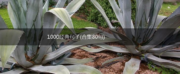 1000经典句子(合集80句),第1张