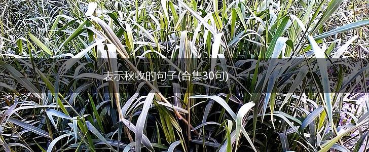 表示秋收的句子(合集30句),第1张