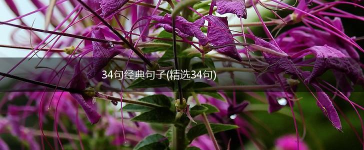 34句经典句子(精选34句),第1张