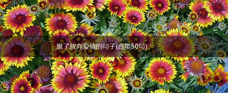 累了放弃爱情的句子(合集50句),第1张