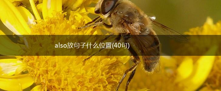 also放句子什么位置(40句),第1张