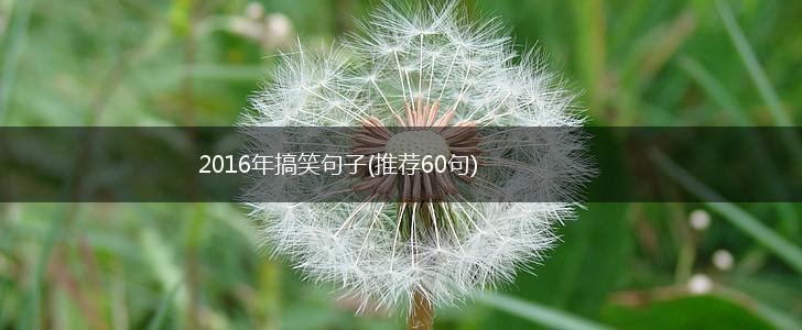 2016年搞笑句子(推荐60句),第1张