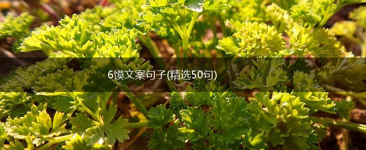 6馍文案句子(精选50句),第1张