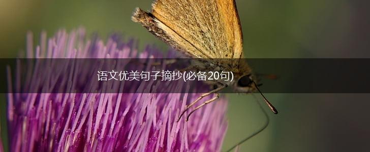 语文优美句子摘抄(必备20句),第1张
