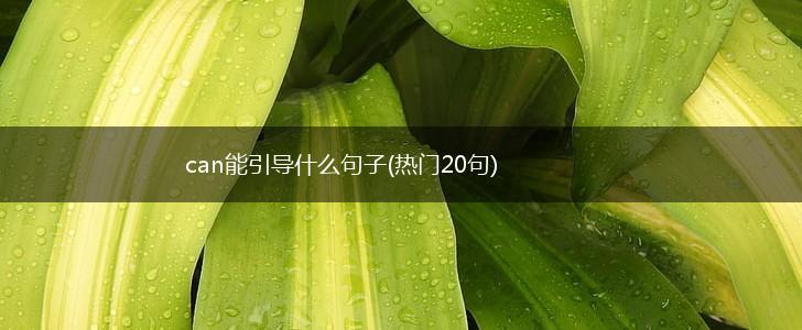 can能引导什么句子(热门20句),第1张