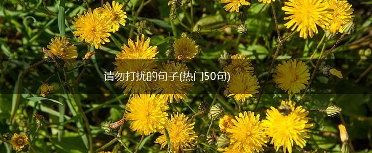 请勿打扰的句子(热门50句),第1张