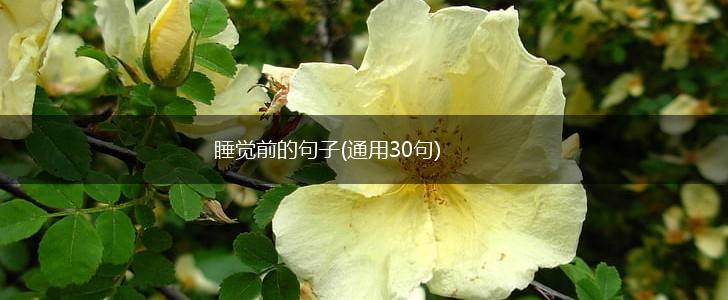 睡觉前的句子(通用30句),第1张