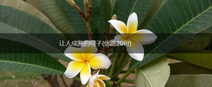 让人成熟的句子(优选20句),第1张