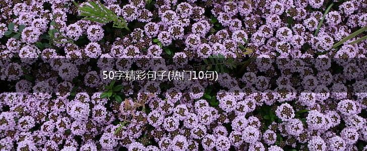 50字精彩句子(热门10句),第1张