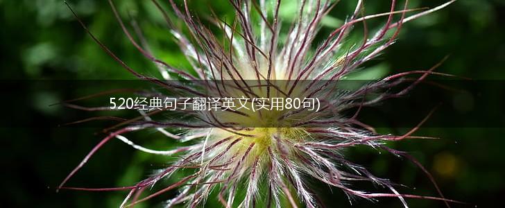 520经典句子翻译英文(实用80句),第1张