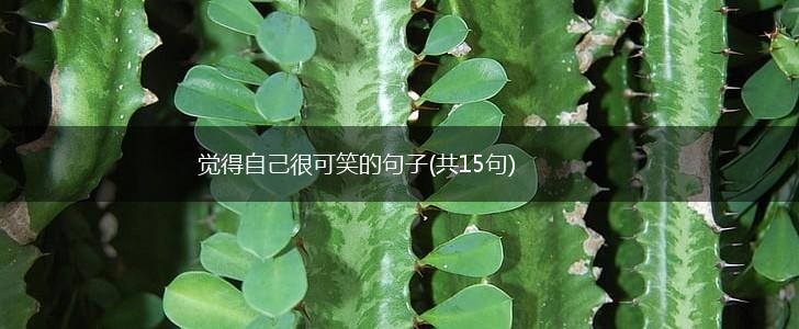 觉得自己很可笑的句子(共15句),第1张