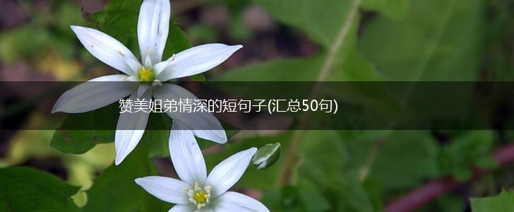 赞美姐弟情深的短句子(汇总50句),第1张