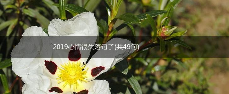 2019心情很失落句子(共49句),第1张