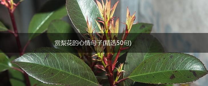 赏梨花的心情句子(精选50句),第1张