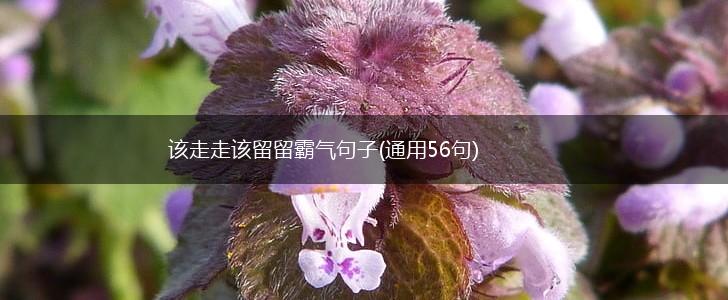 该走走该留留霸气句子(通用56句),第1张