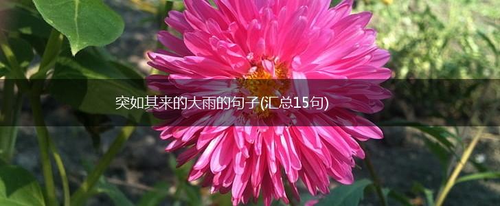 突如其来的大雨的句子(汇总15句),第1张