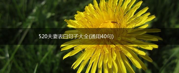 520夫妻表白句子大全(通用40句),第1张