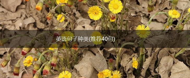 英语句子种类(推荐40句),第1张
