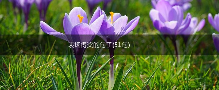 表扬得奖的句子(51句),第1张