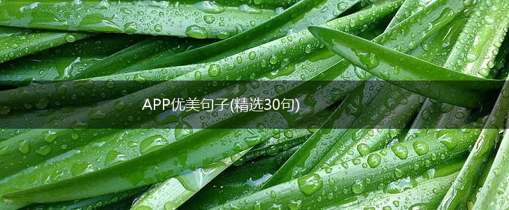 APP优美句子(精选30句),第1张
