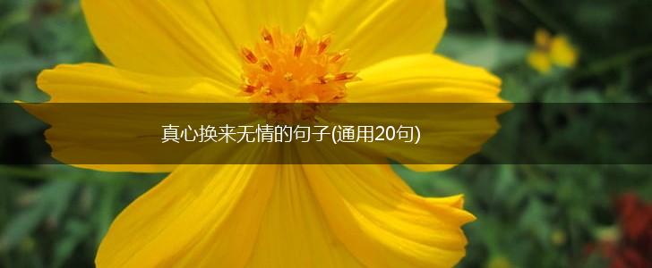 真心换来无情的句子(通用20句),第1张
